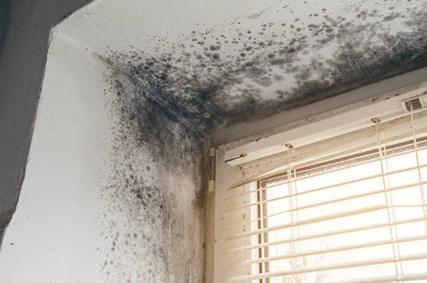 Affordable Bathroom Mold Removal solutions in Calvin, PA
